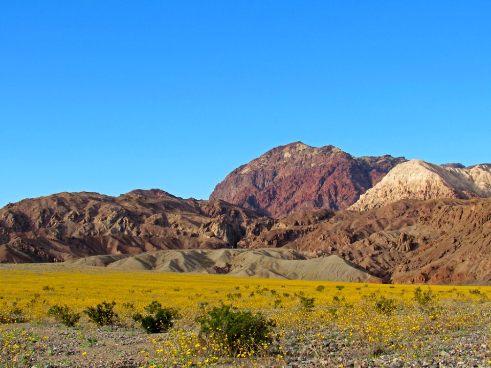 Wildflower Super Bloom at Death Valley NP in CA