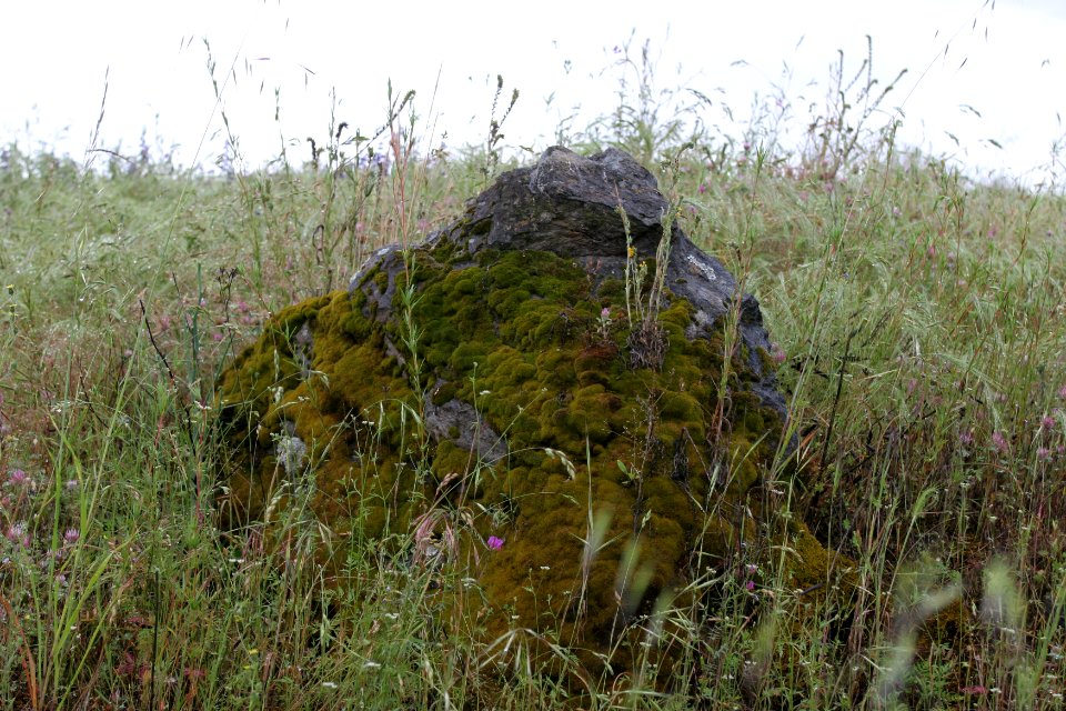 Cronan Ranch