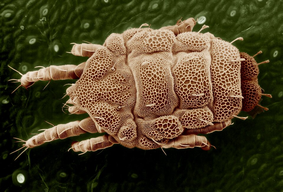 Magnified nature parasite