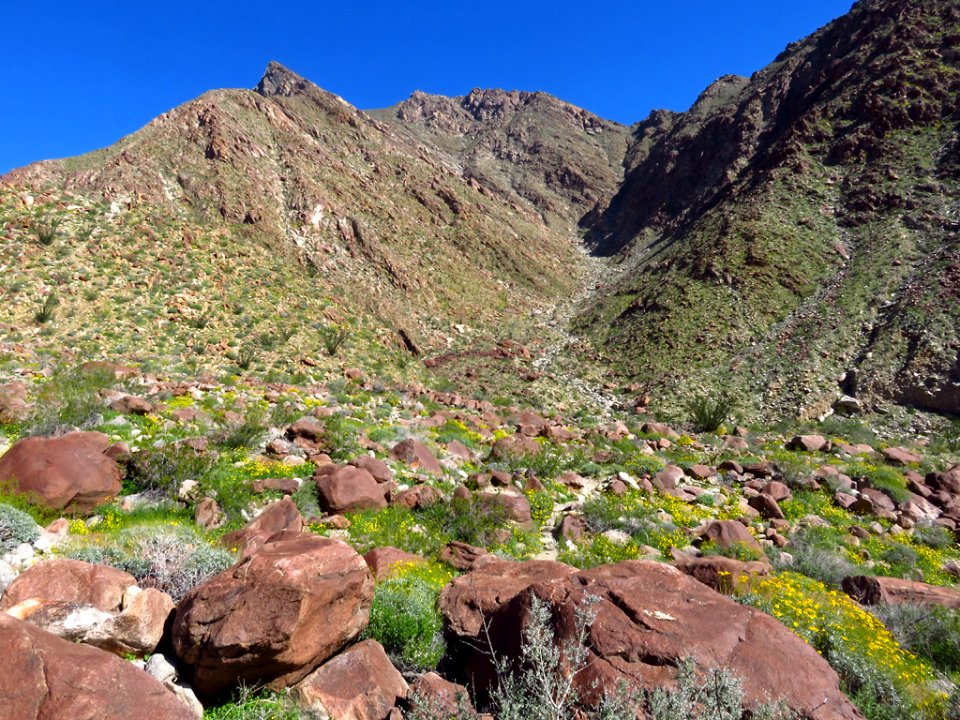 Wildflowers at Anza-Borrego Desert SP in CA photo