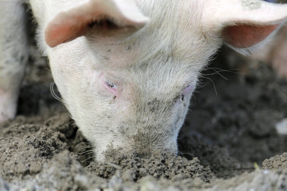 Livestock happy pig farm