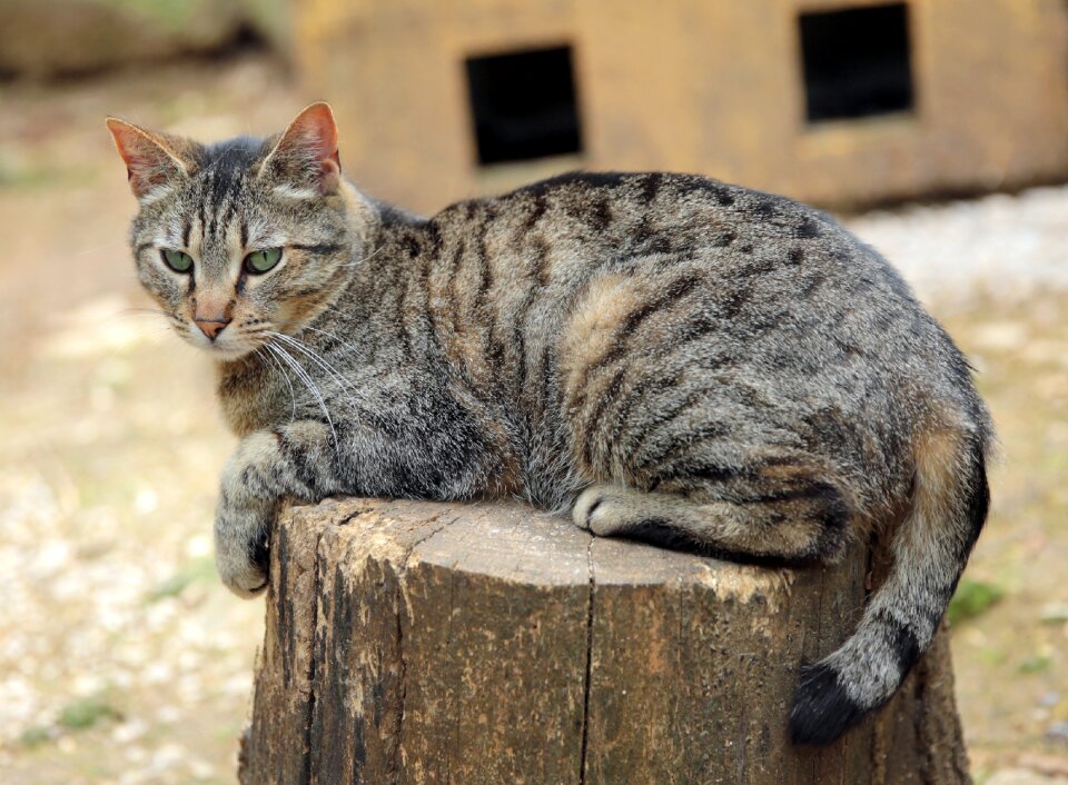 Feline cute domestic