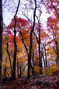 Forest Fire