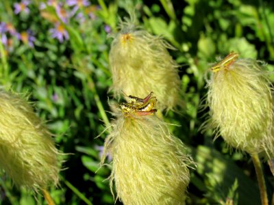 Wildflowers at Tatoosh Wilderness in WA