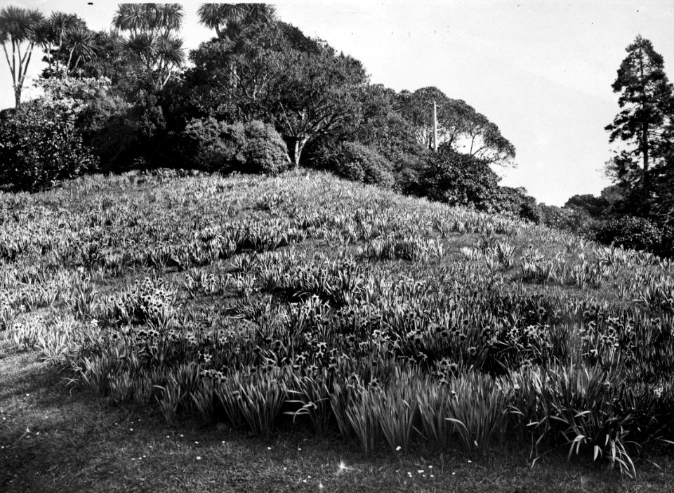 00138-12298; Hillside covered in flowering daffodils , Botanic Gardens - [1932]