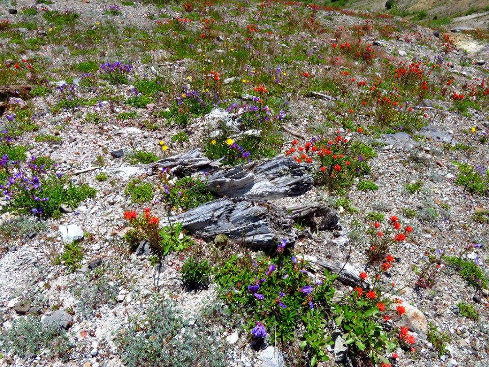 Wildflowers at Mt. St. Helens NM in WA
