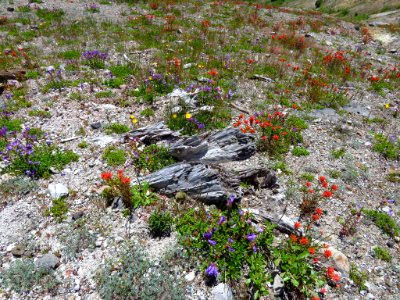 Wildflowers at Mt. St. Helens NM in WA