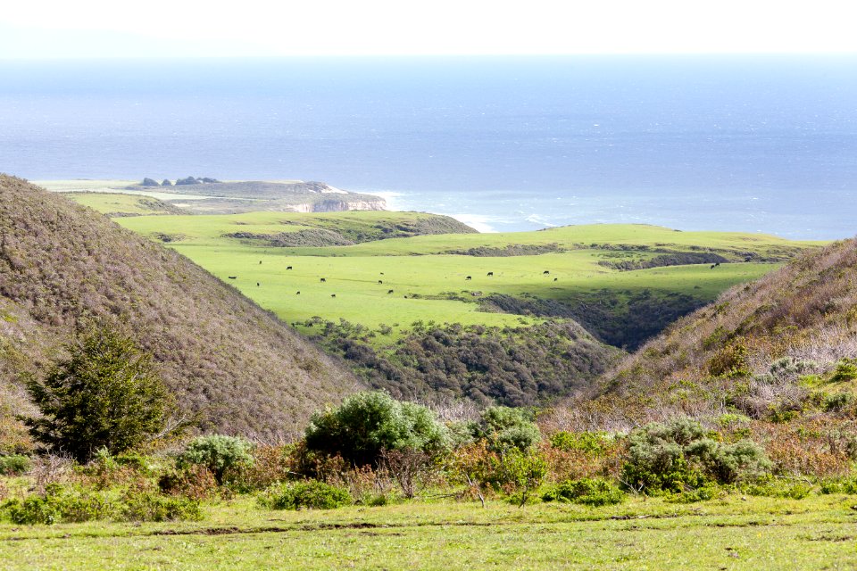 Cotoni-Coast Dairies Unit