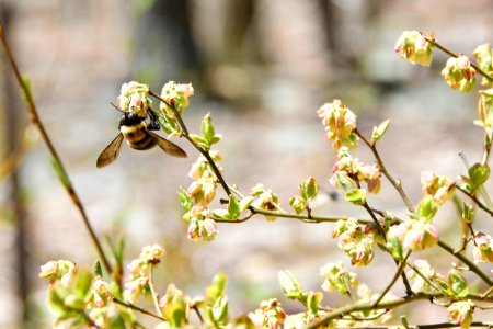 Busy Bees photo