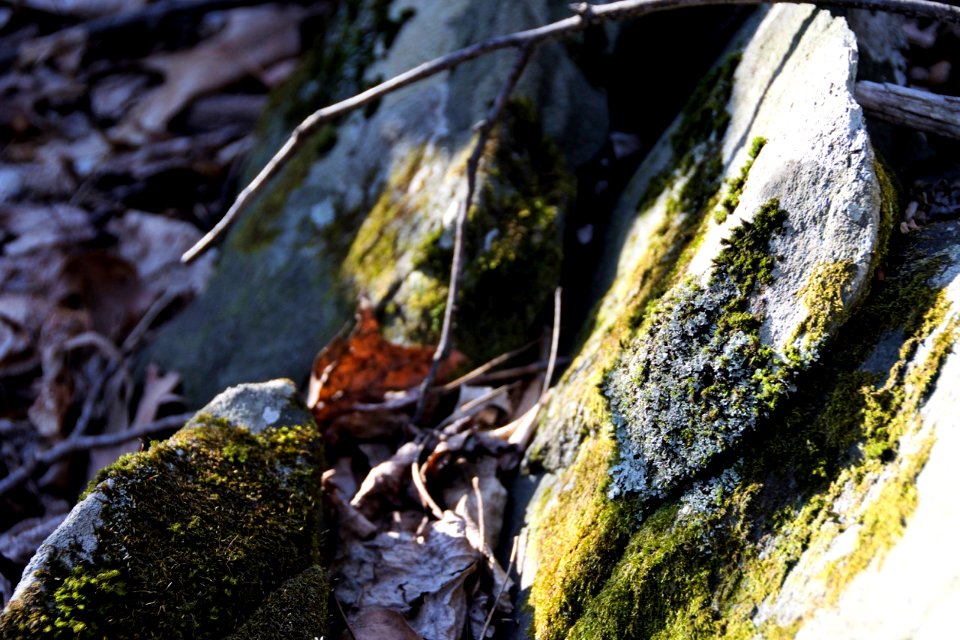 Moss in morning light