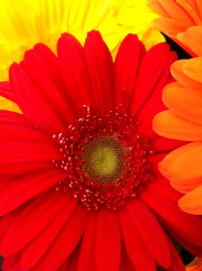 red gerber daisy photo