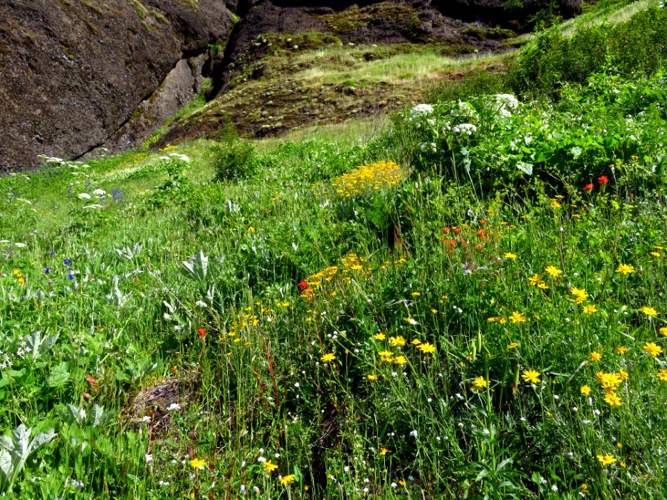 Saddle Mountain Trail in OR