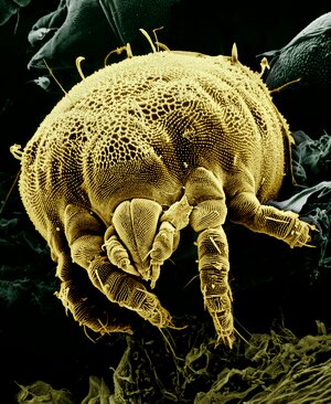 Magnified nature parasite