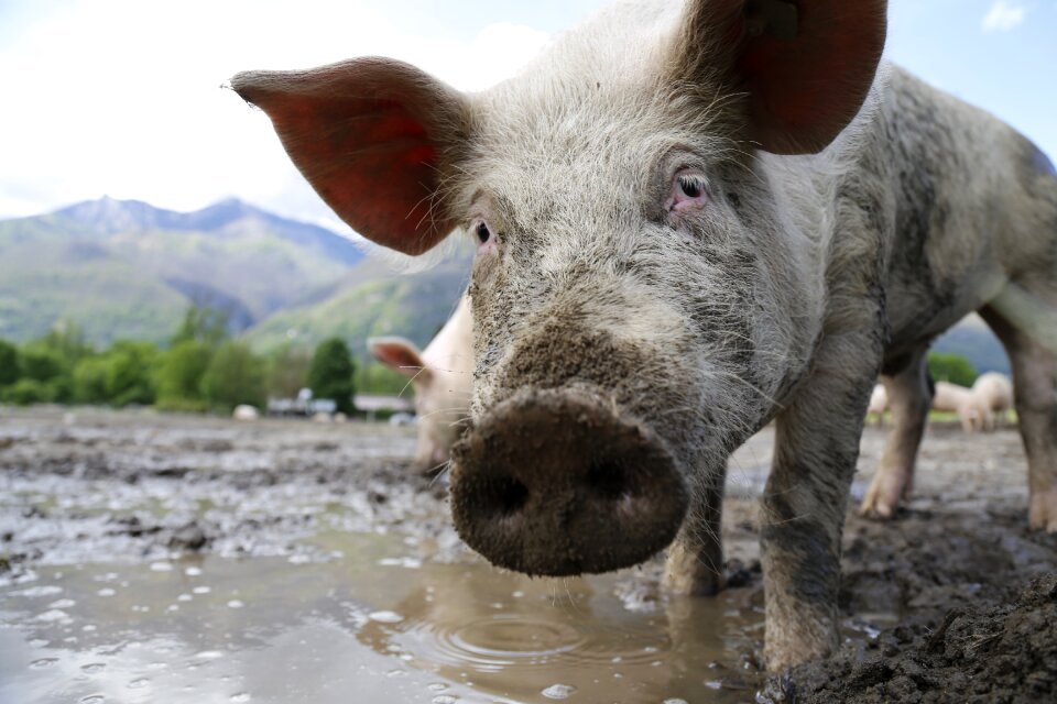 Domestic pig livestock happy pig