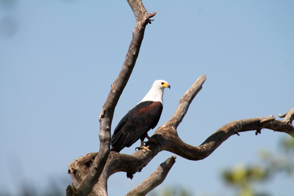 Ethiopia zoo bird show photo