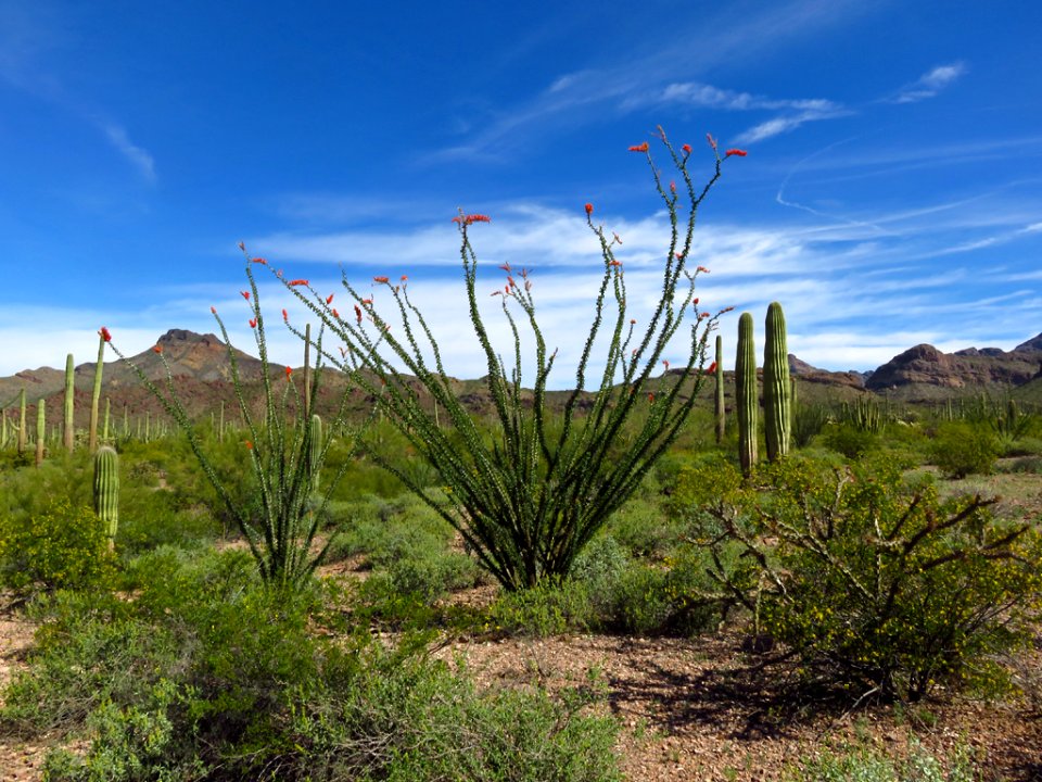 Organ Pipe Cactus NM in AZ