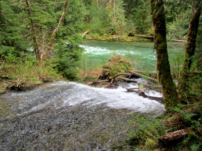 Lower Lewis River Falls Trail in WA