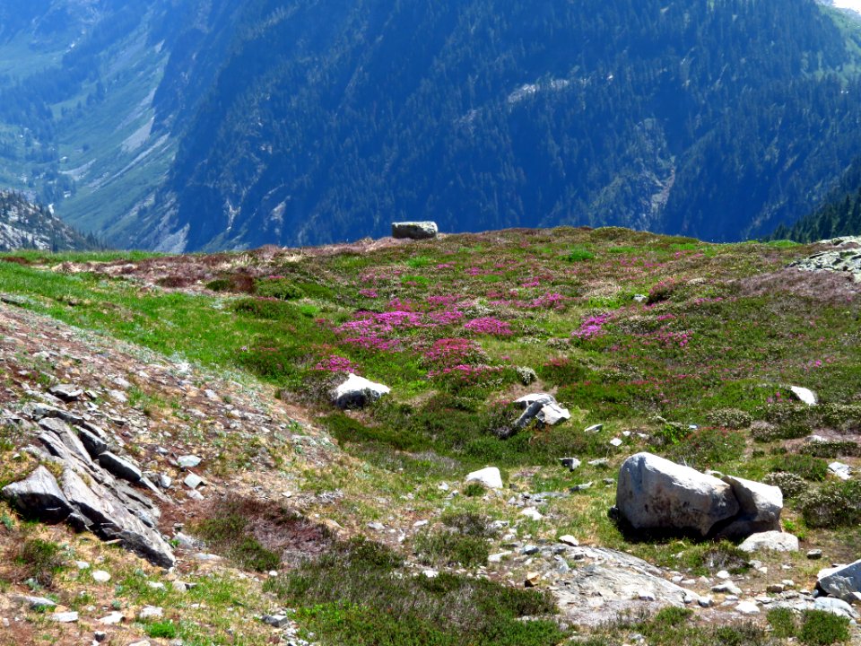 Cascade Pass Trail at North Cascades NP in WA