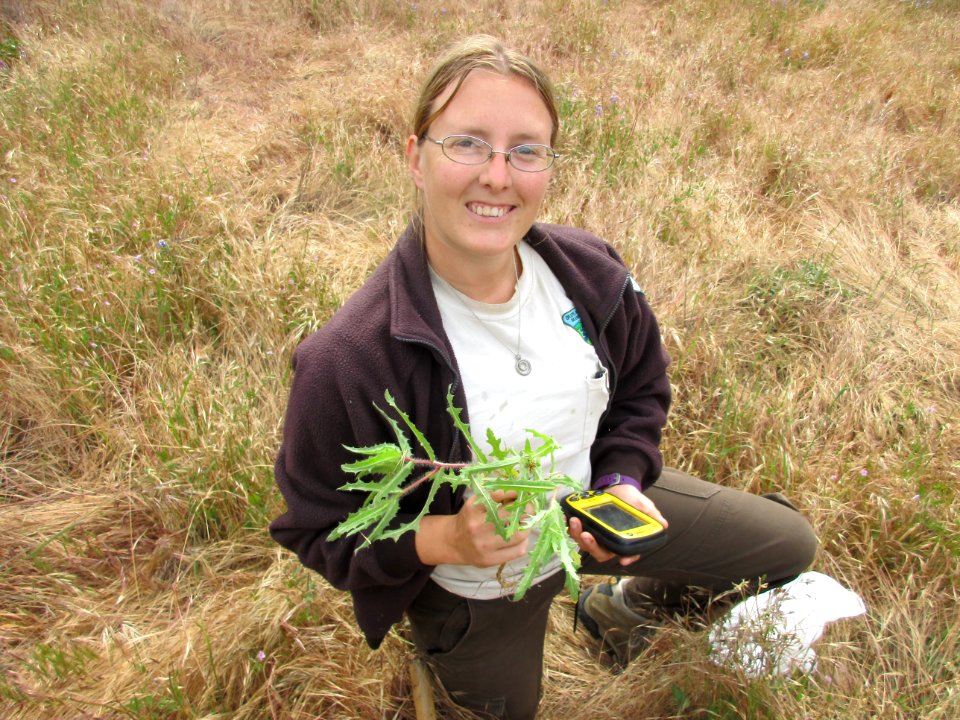 Fort Ord National Monument Crescent Bluffs Blessed Thistle
