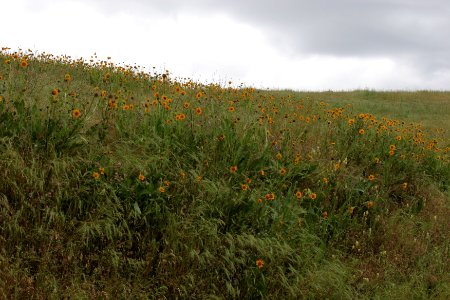 Cronan Ranch