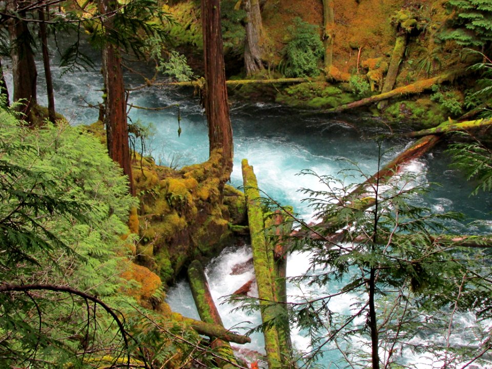 McKenzie River Trail in Central OR