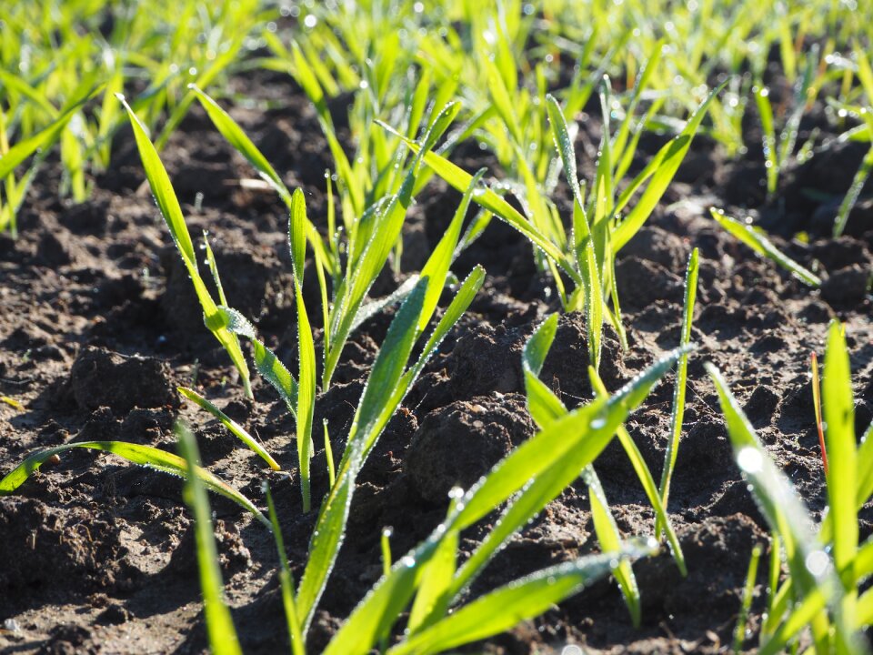 Agriculture wheat mark