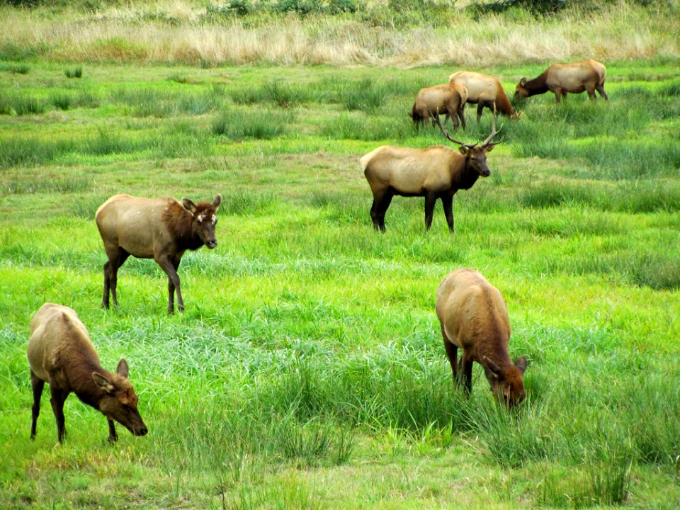 Elk Herd at Pacific Coast In OR