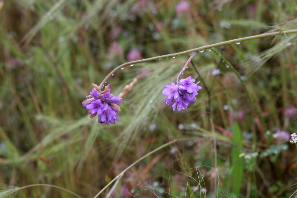 Cronan Ranch