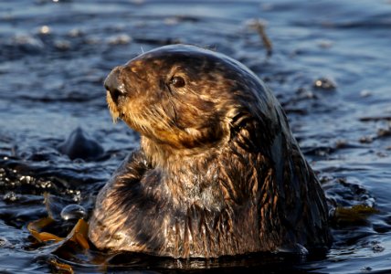 Sea Otter
