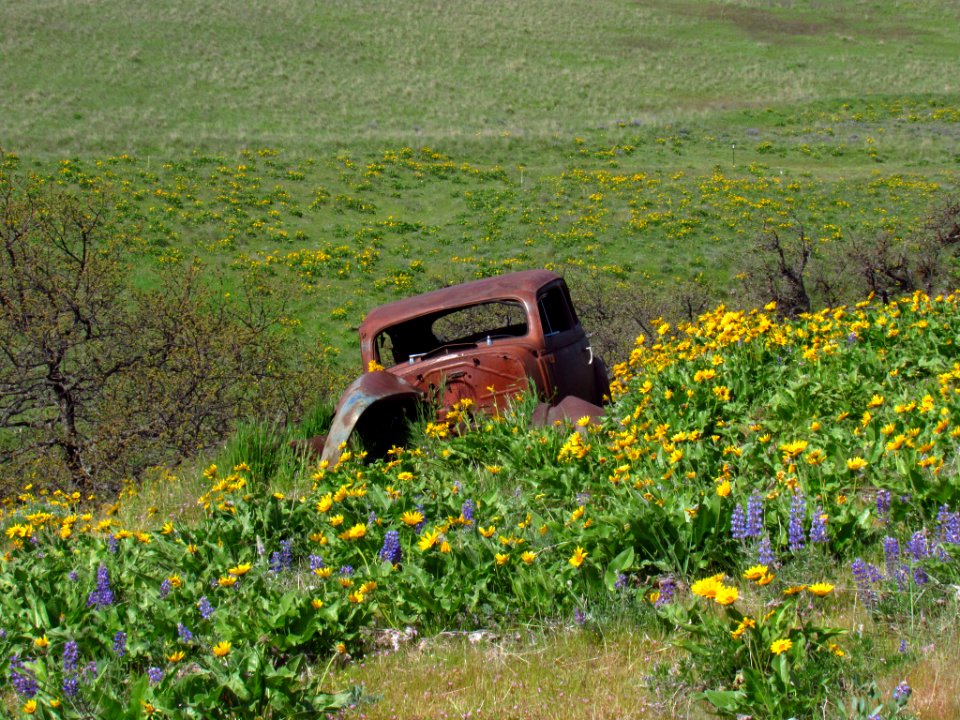Abandoned Car at Dalles Mt. Ranch in WA