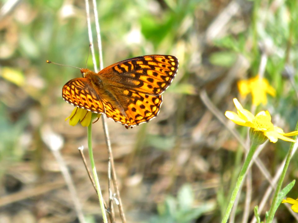 Butterfly at Hurricane Ridge at Olympic NP in Washington