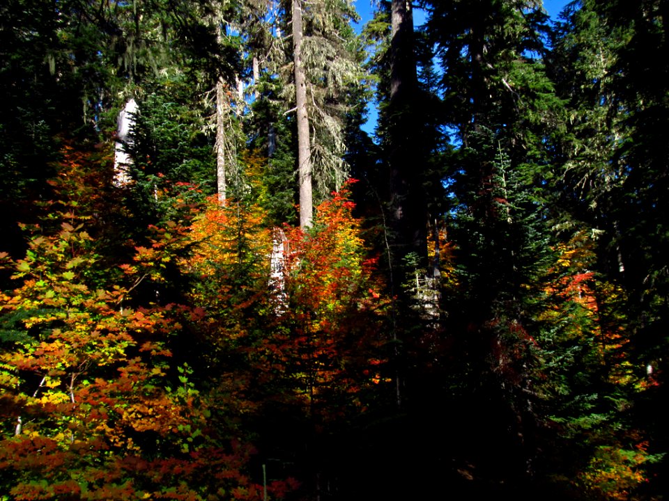 Lava Canyon Trail in WA