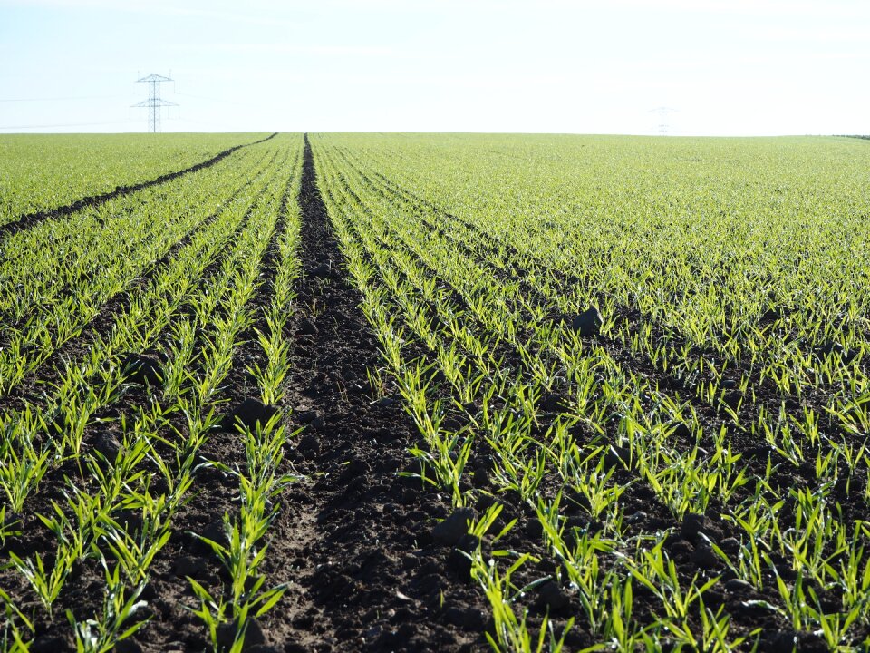 Wheat mark sprayer tracks