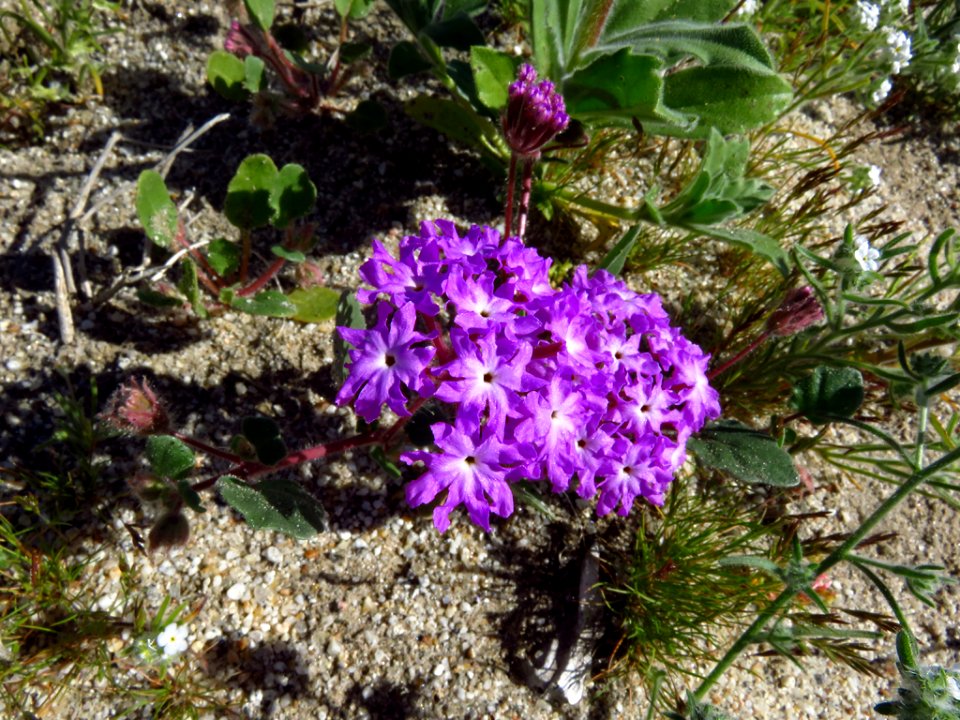 Wildflowers at Anza-Borrego Desert SP in CA