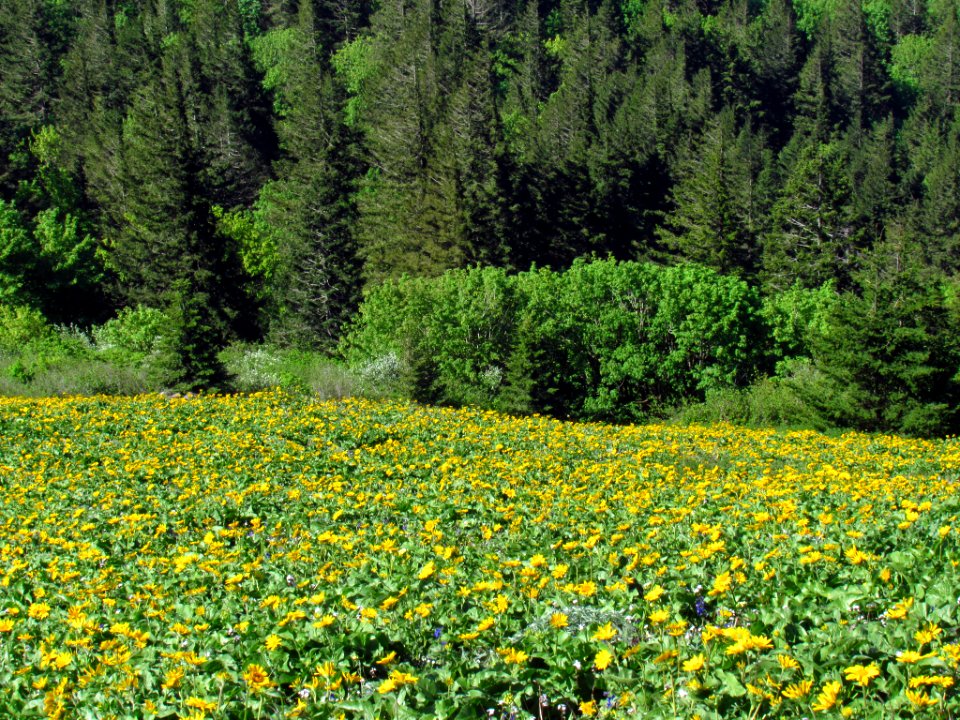 Wildflowers on Dog Mountain Trail in WA