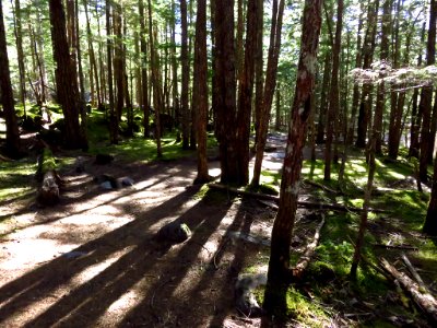 Ramona Falls Hike at Mt. Hood Wilderness in Oregon