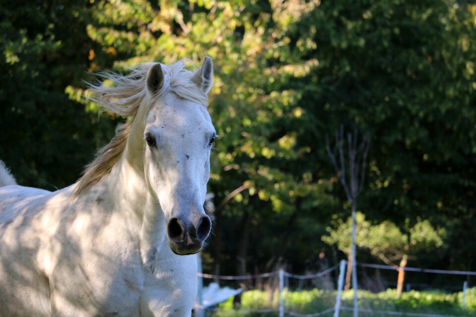 Mane light and shadow autumn