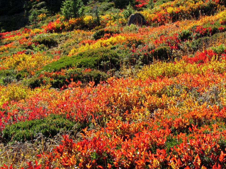 Autumn at Skyline Trail at Mt. Rainier NP in WA