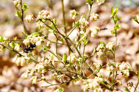 Busy Bees