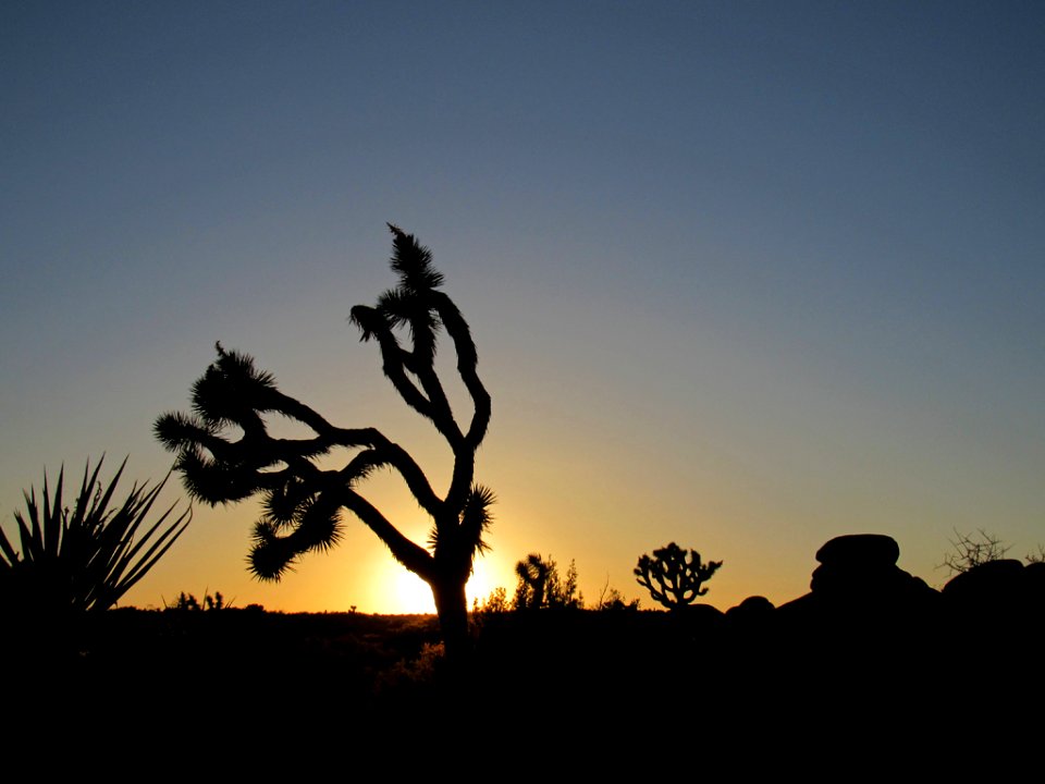 Sunset at Joshua Tree NP in California