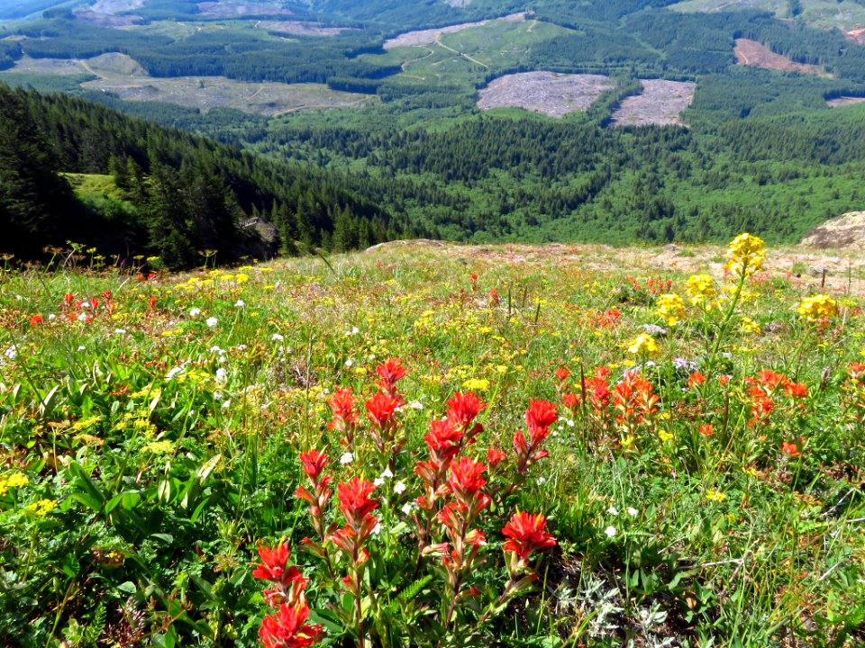 Saddle Mountain Trail in OR