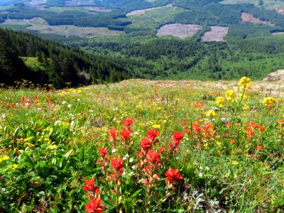 Saddle Mountain Trail in OR
