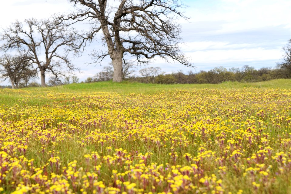 Sacramento River Bend Outstanding Natural Area photo