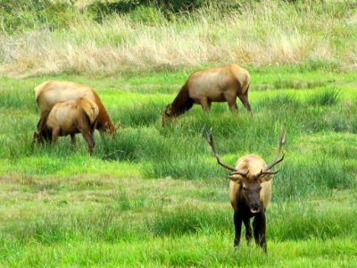 Elk Herd at Pacific Coast In OR