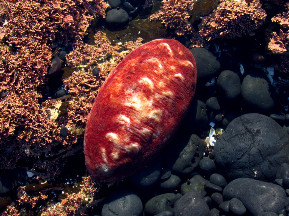 Gumboot Chiton at Yaquina Head Natural Area in OR