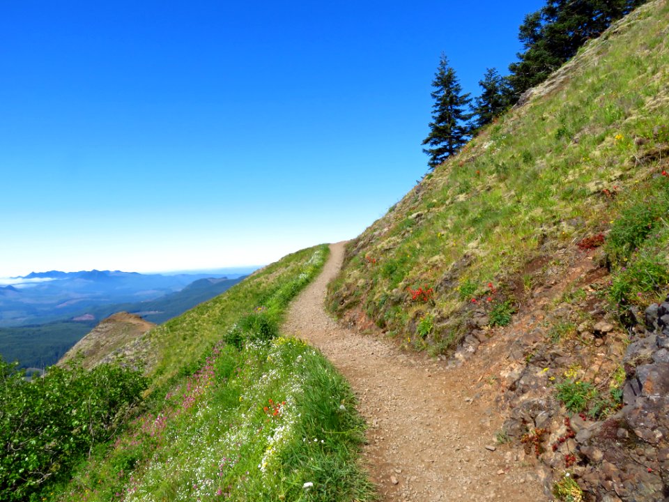 Saddle Mountain Trail in OR