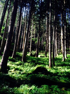 Large trees green photo