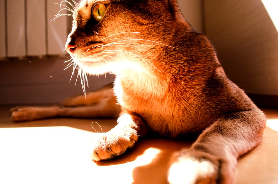Puma