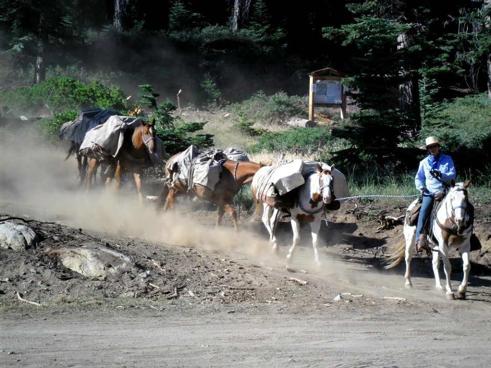CONTEST WINNER: Pack Horses for Survey Crew in John Muir Wilderness
