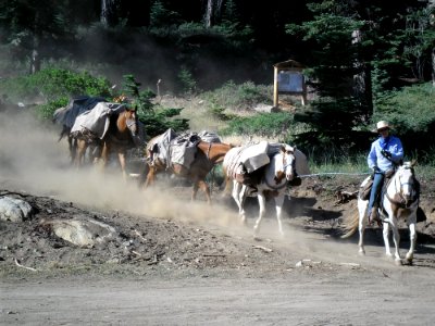CONTEST WINNER: Pack Horses for Survey Crew in John Muir Wilderness